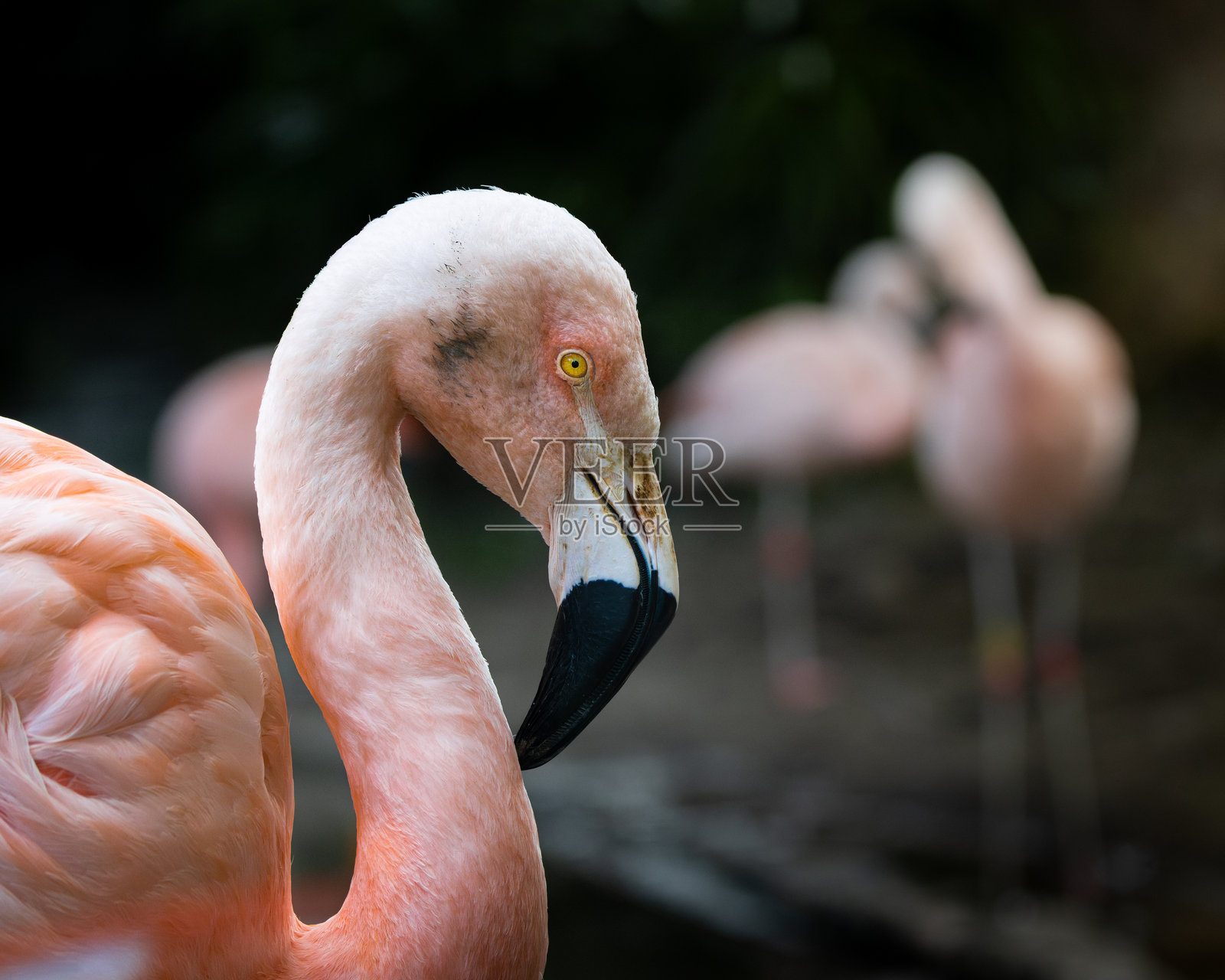 一只火烈鸟站在一群其他火烈鸟面前照片摄影图片