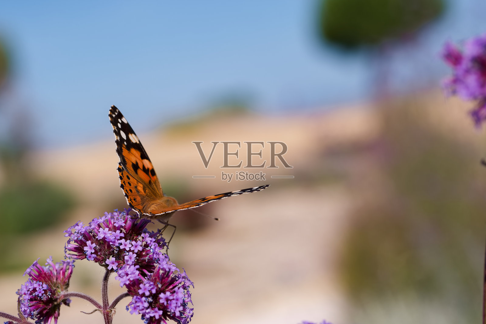 色彩斑斓的蝴蝶栖息在阳光明媚的户外花园中鲜艳的紫色花朵上照片摄影图片