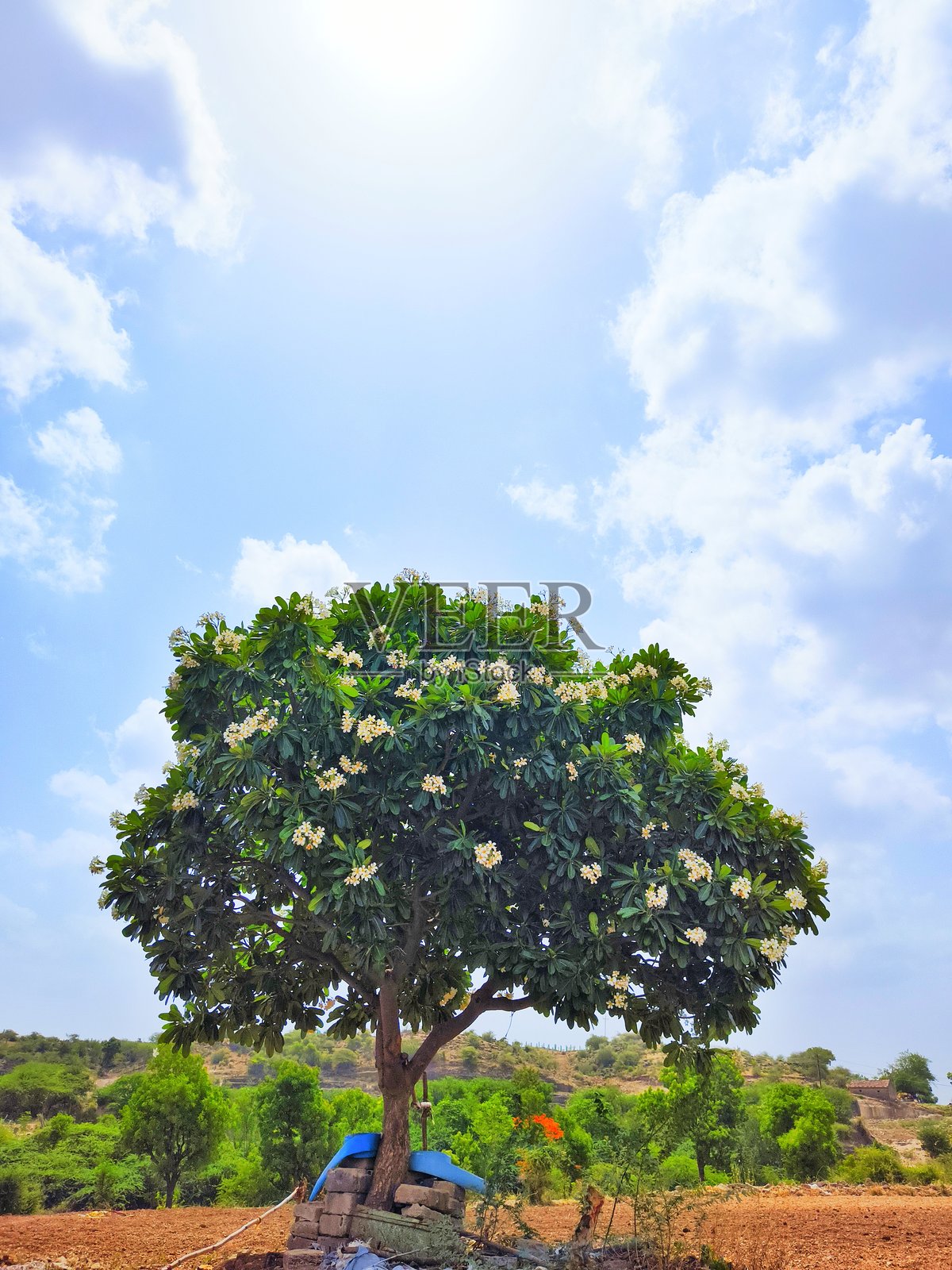 白色夹竹桃树与花朵照片摄影图片