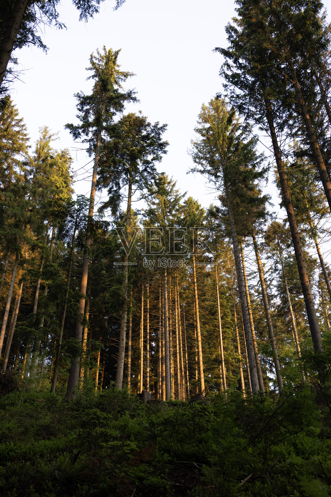 夏季被郁郁葱葱的绿叶环绕的阴凉森林小径照片摄影图片