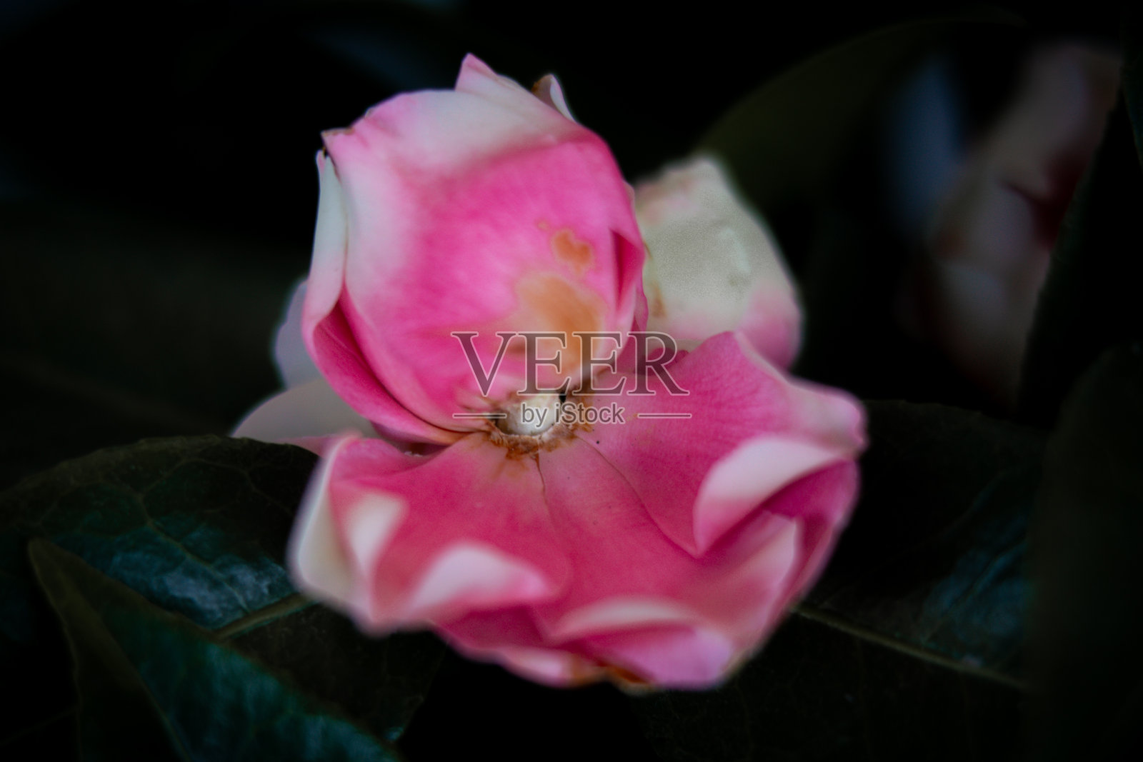 花照片摄影图片