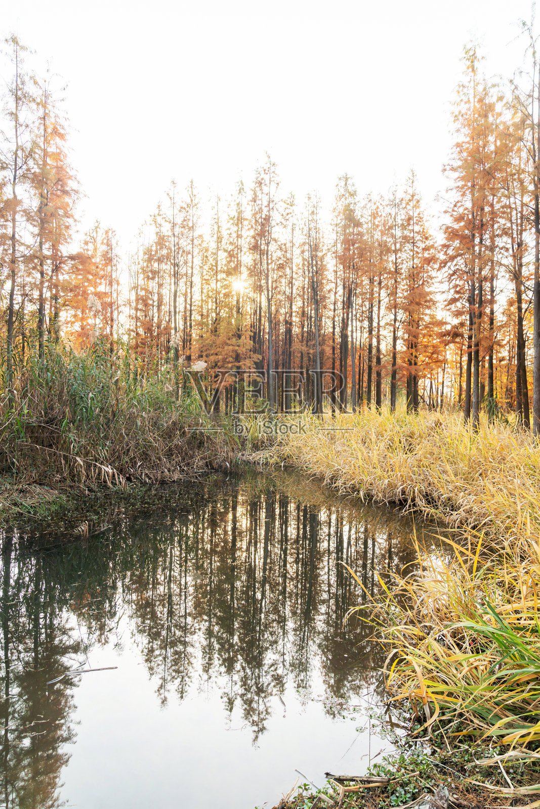 美丽多彩的秋季森林风景照片摄影图片