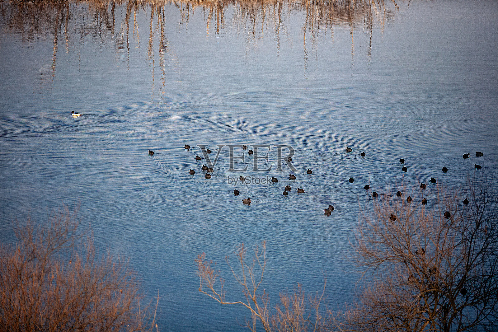 季节性鸟类照片摄影图片