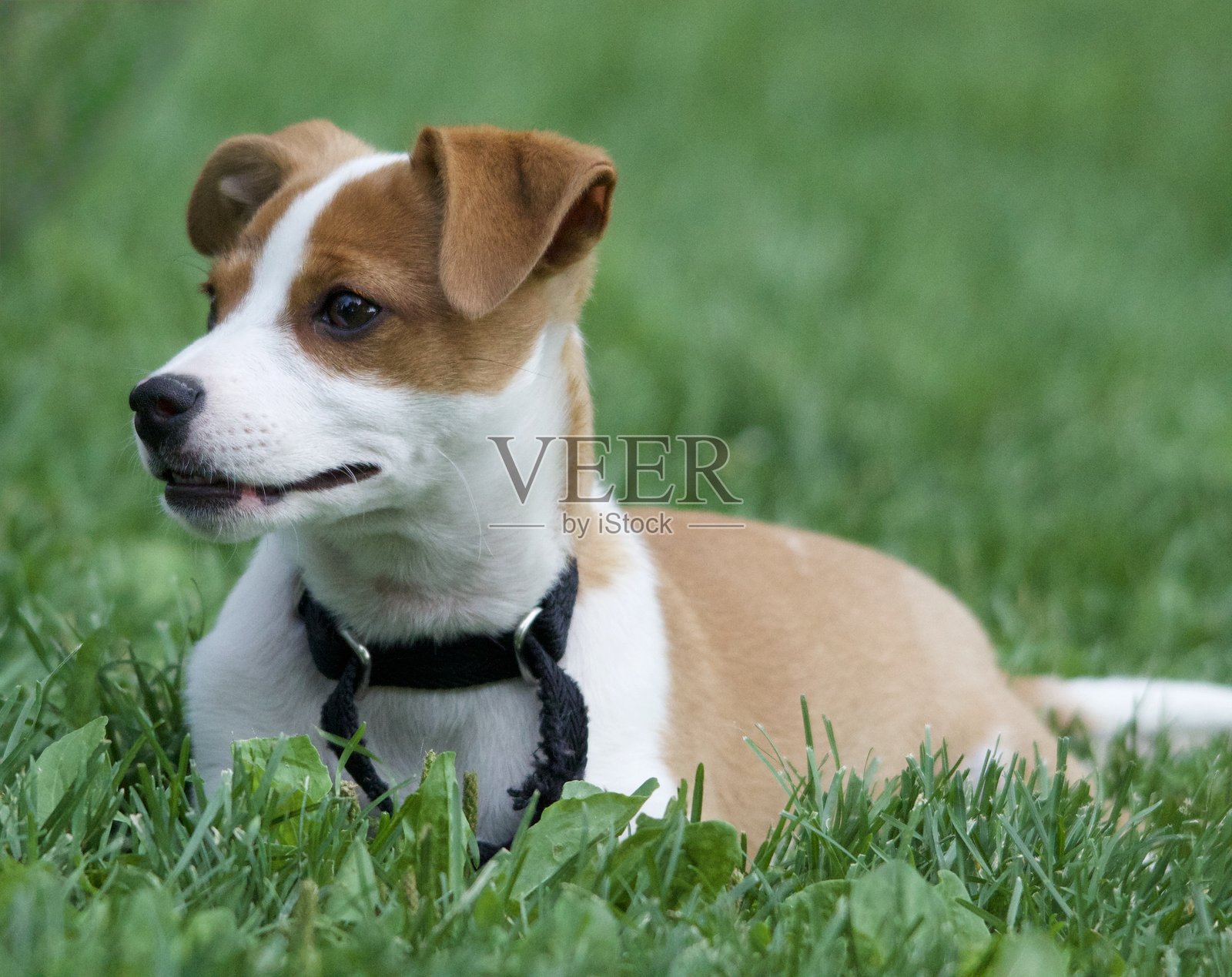 杰克罗素小狗照片摄影图片