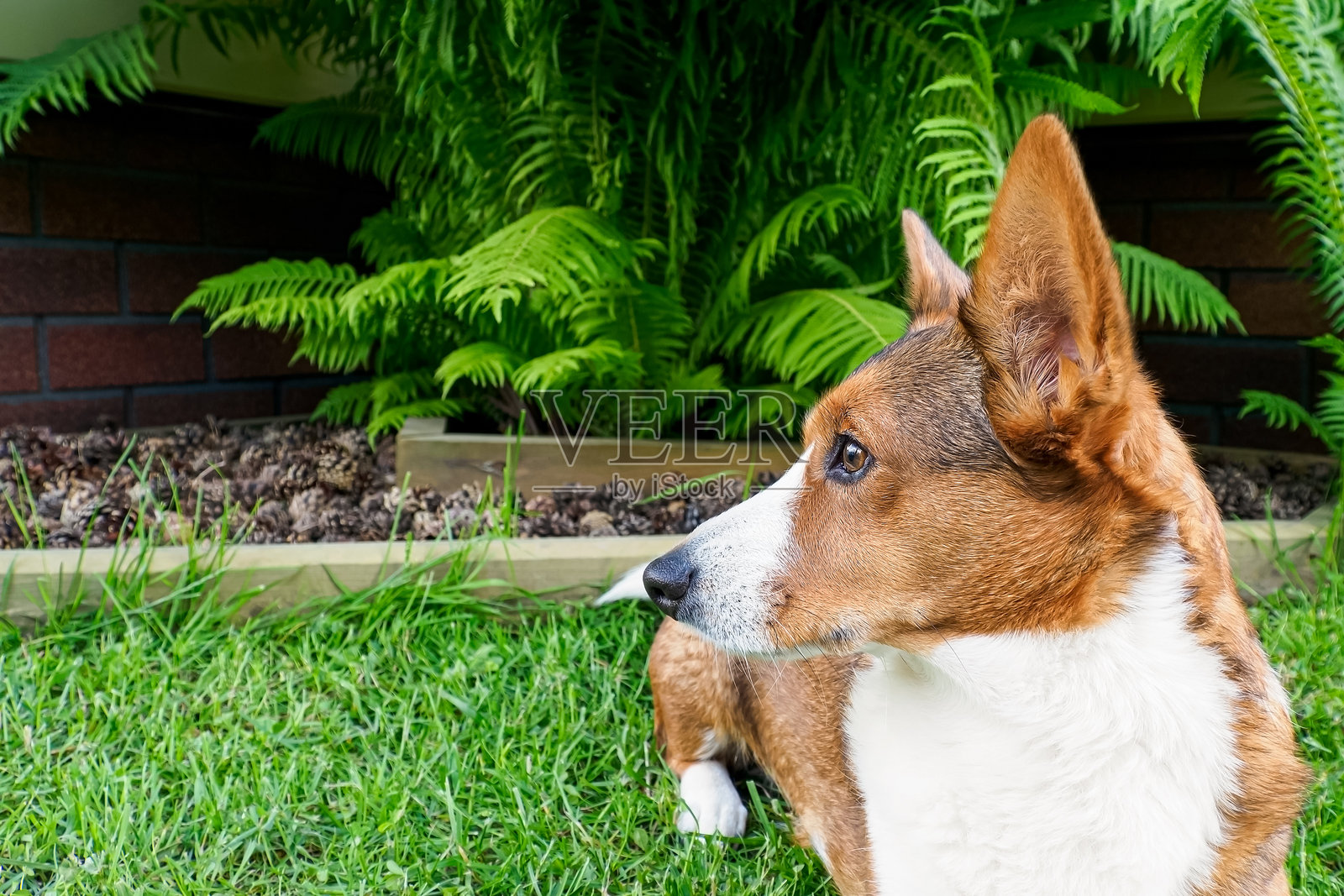 可爱的威尔士柯基犬正在草坪上放松。照片摄影图片