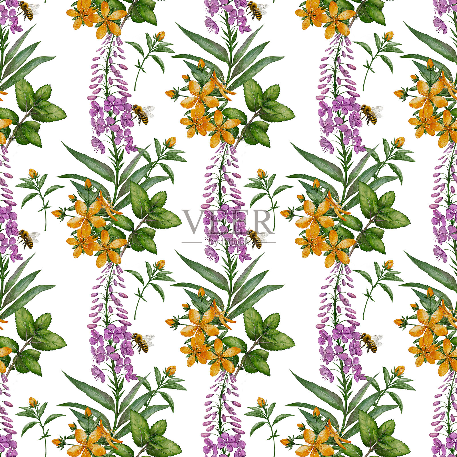 连绵的圣约翰草和火草花卉图案插画图片素材