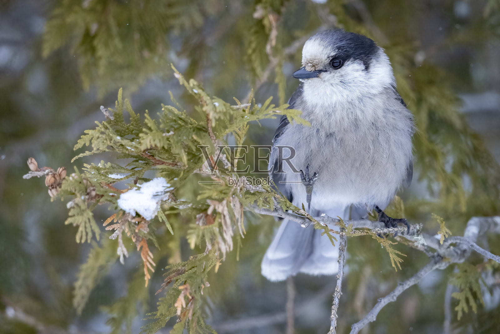 加拿大灰松鸦栖息在萨克斯-齐姆沼泽的树上照片摄影图片