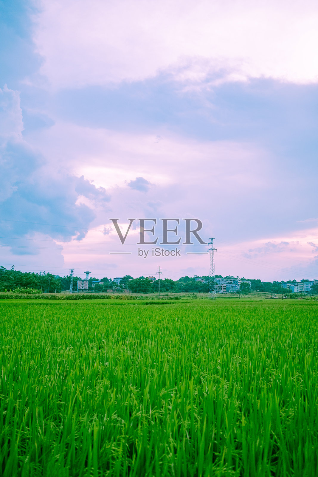 春天的稻田照片摄影图片