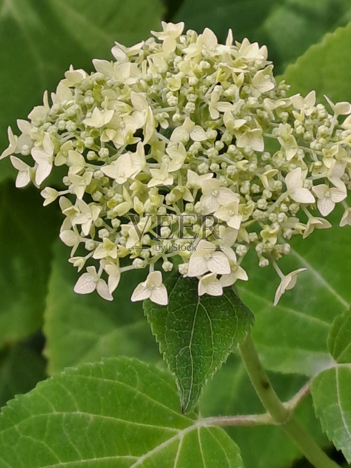 花朵,春天,自然照片摄影图片