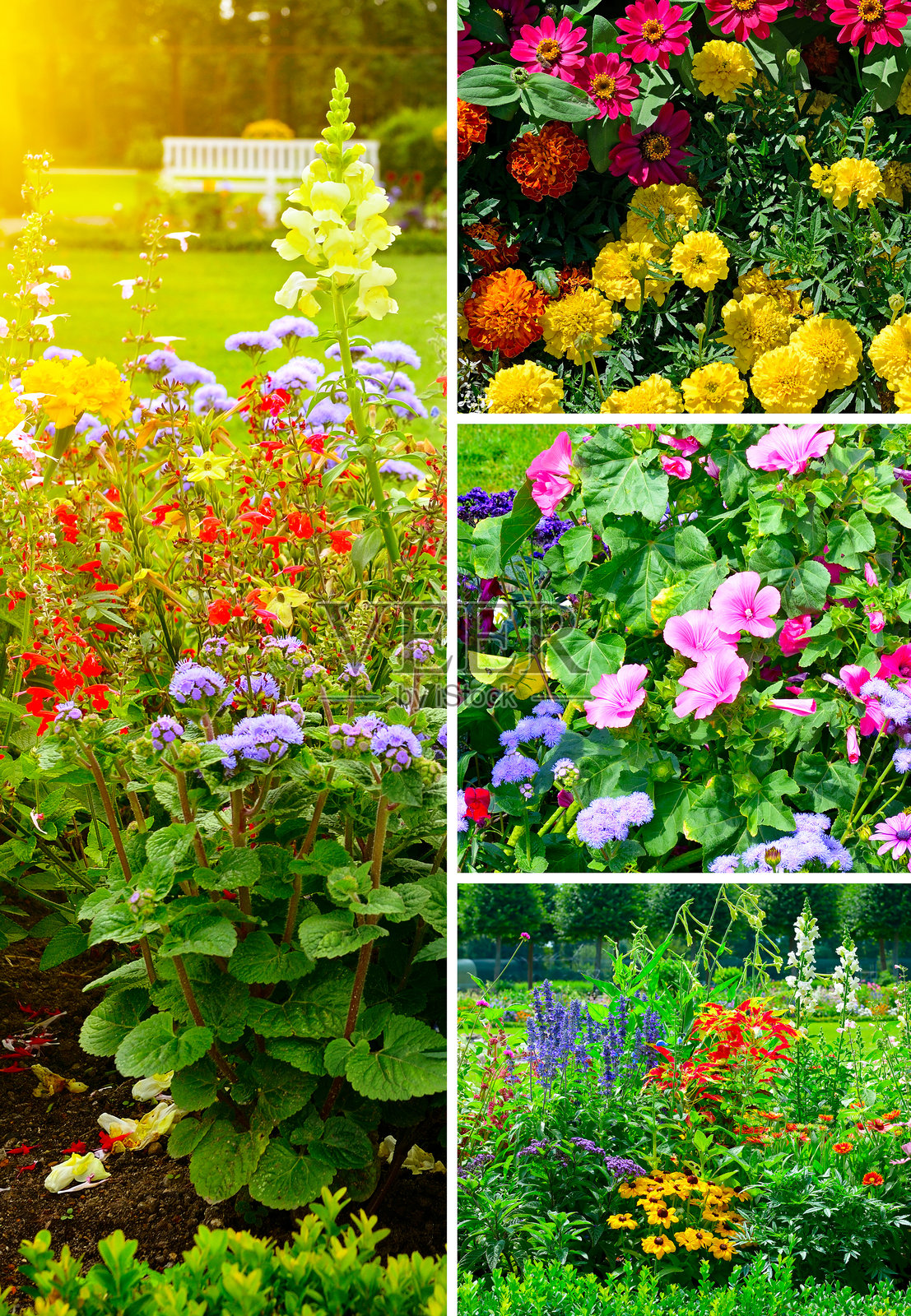 美丽夏季花坛的风景,盛开着鲜花和新鲜的绿叶照片摄影图片