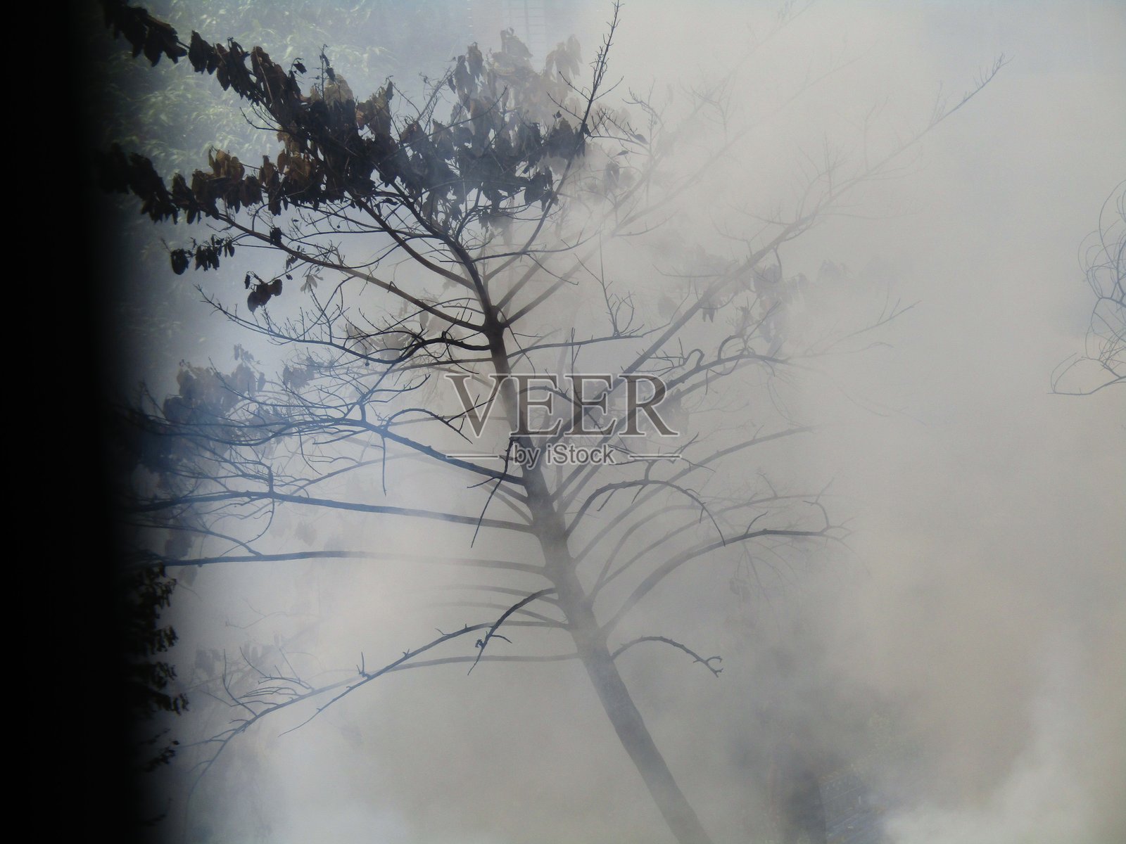 被浓厚烟雾包围的树木,营造出一种鲜明的氛围场景照片摄影图片