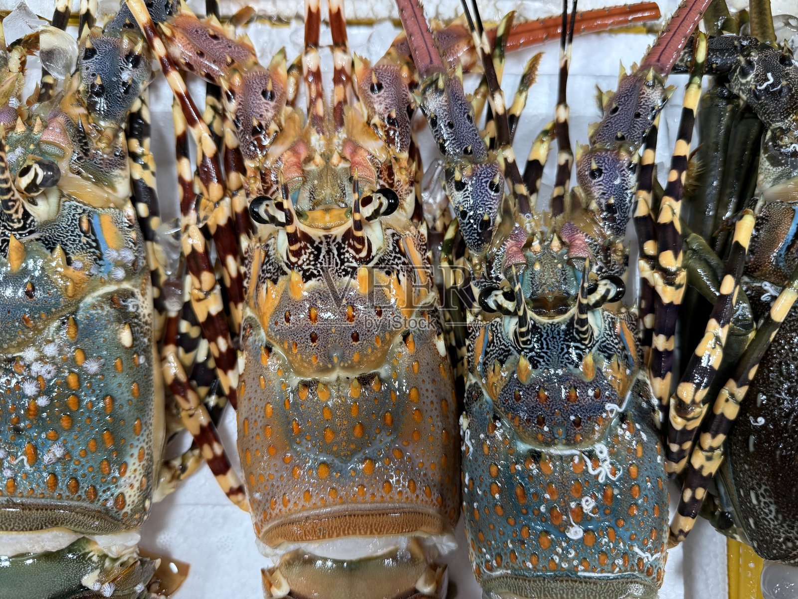 美丽的龙虾在商店橱窗中冰上摆放在白色板上,夜市新鲜海鲜,亚洲美食,海洋冷冻生鲜。照片摄影图片