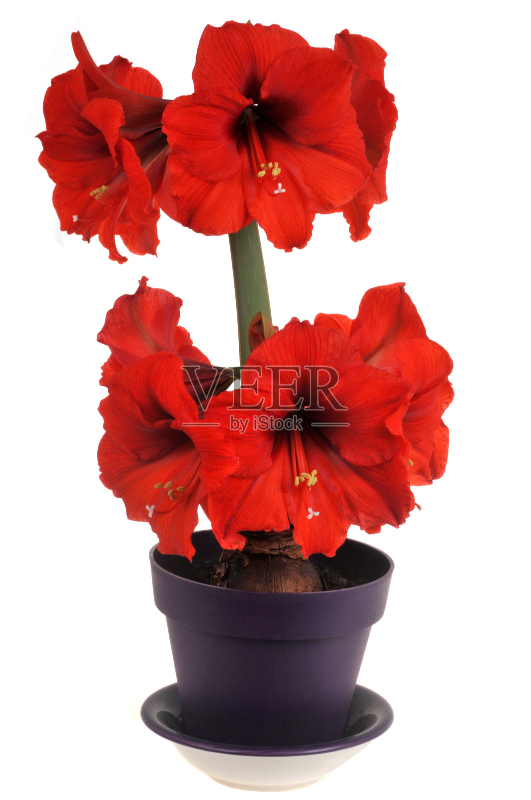 盆栽红色风信子照片摄影图片