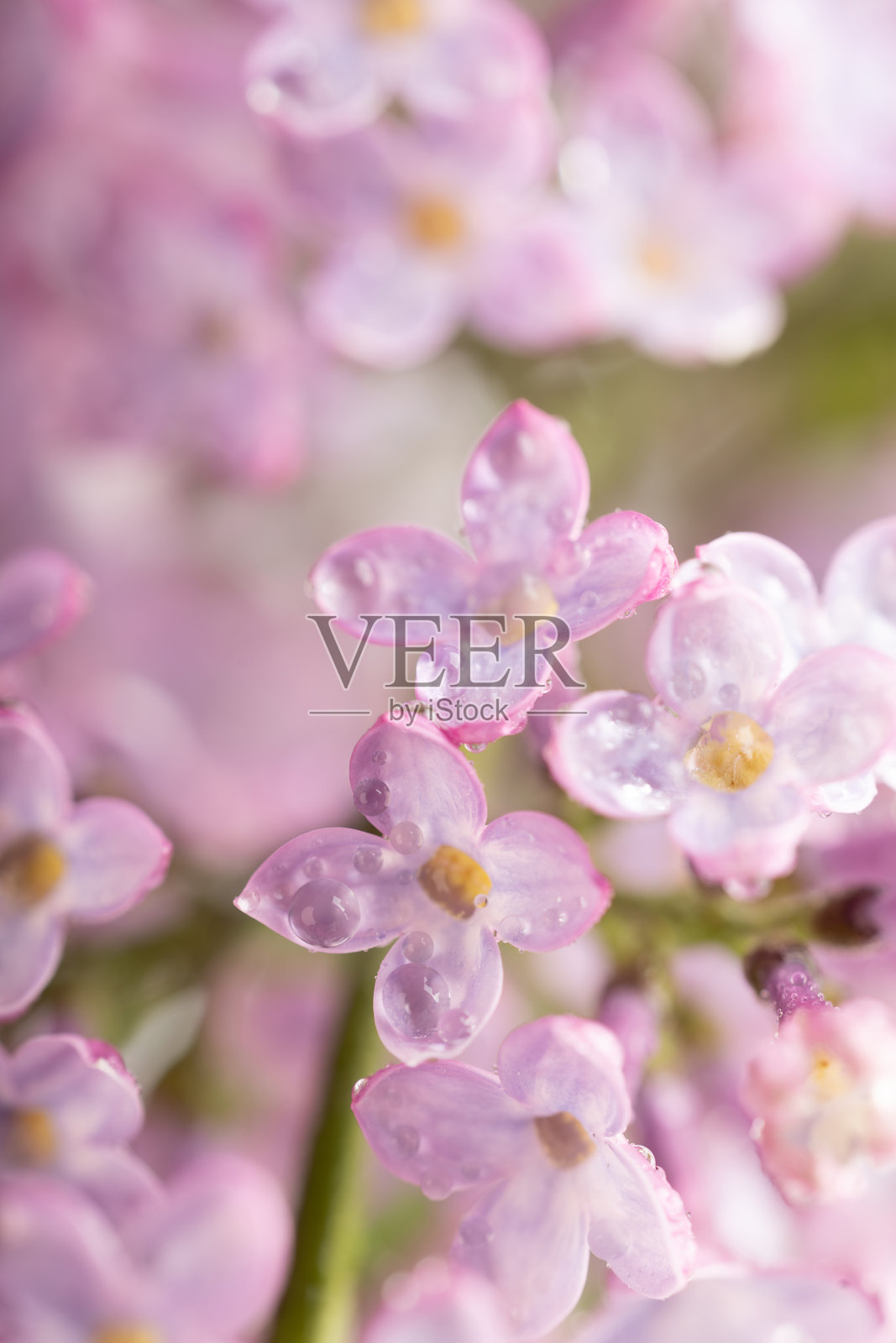 盛开的紫丁香花 - 春季紫色花瓣的微距照片,背景柔和照片摄影图片