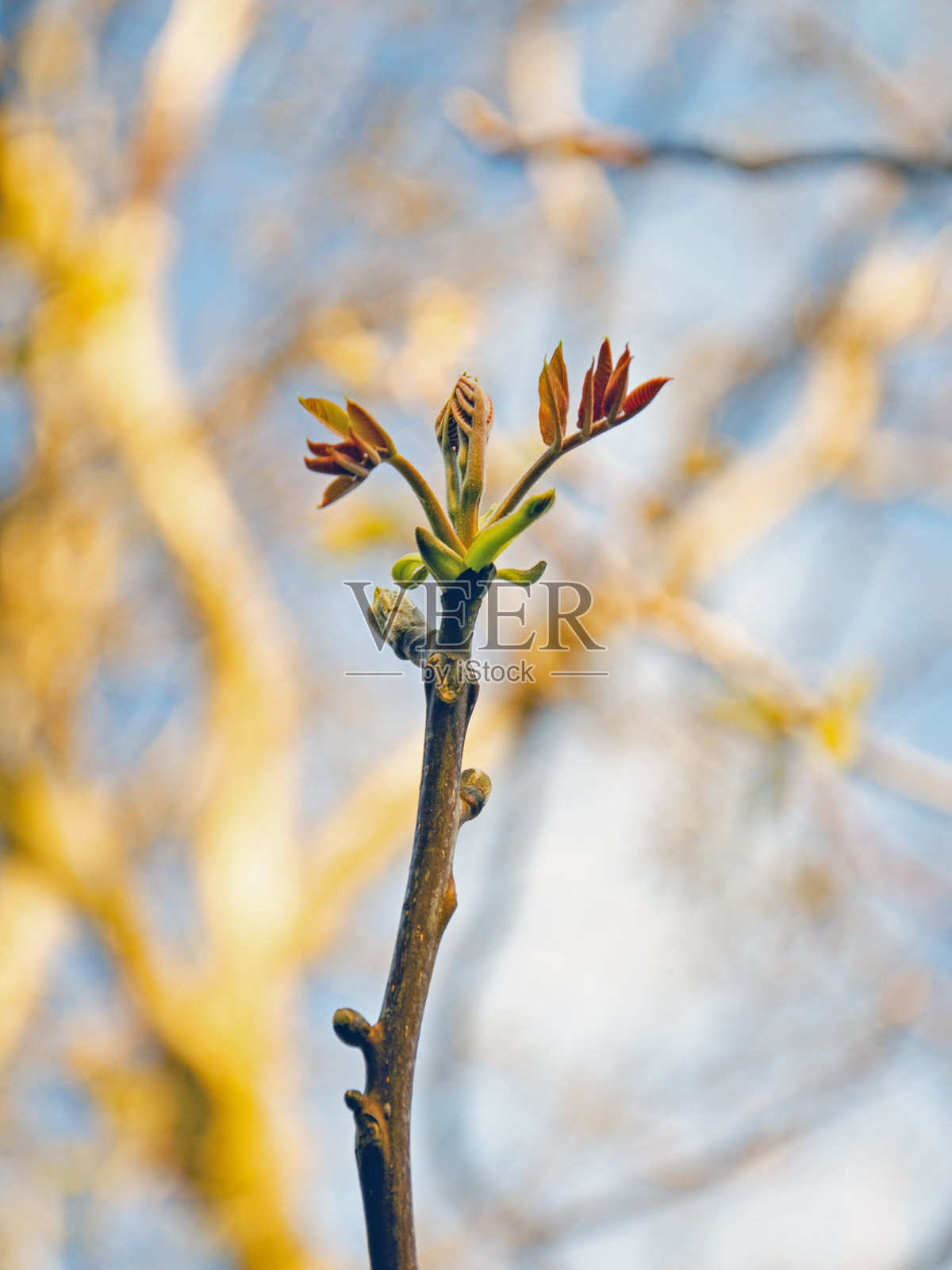胡桃树枝上的春天第一片嫩叶 - 朦胧背景下的极简春季概念照片摄影图片