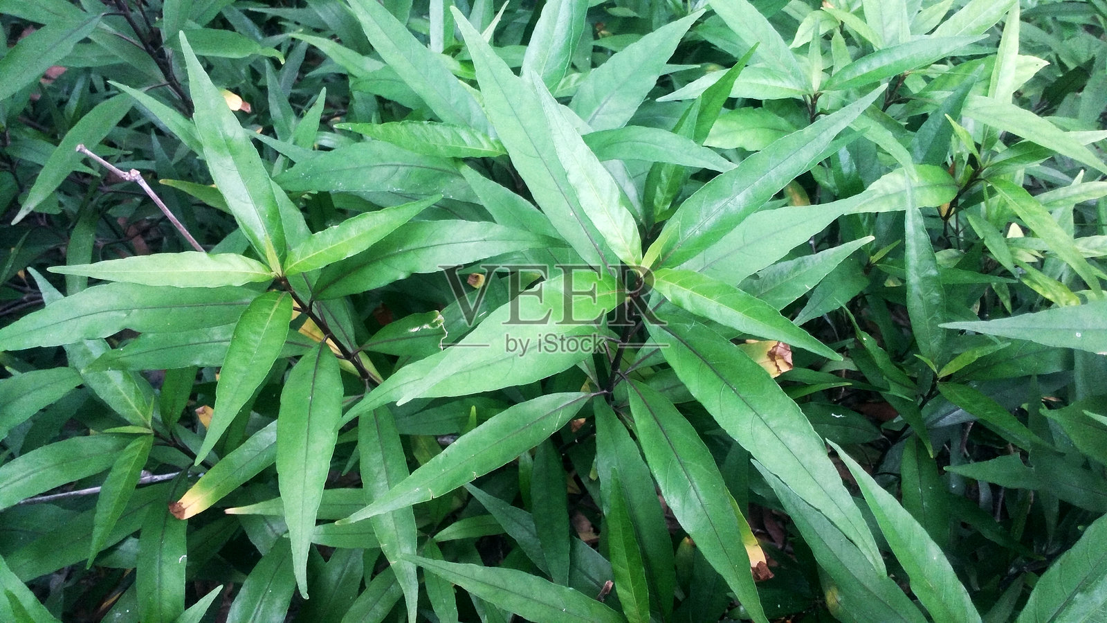 药用植物正义草是一种小型分枝灌木照片摄影图片