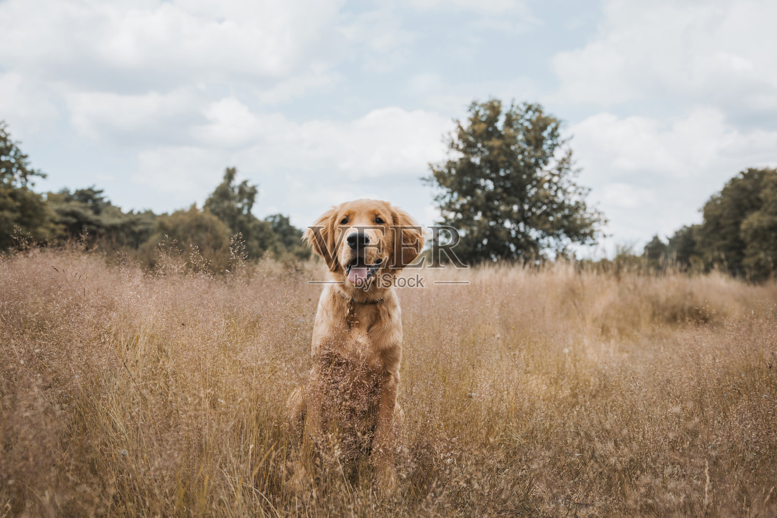 一只5个月大的金毛猎犬在石南花丛中间的肖像。照片摄影图片