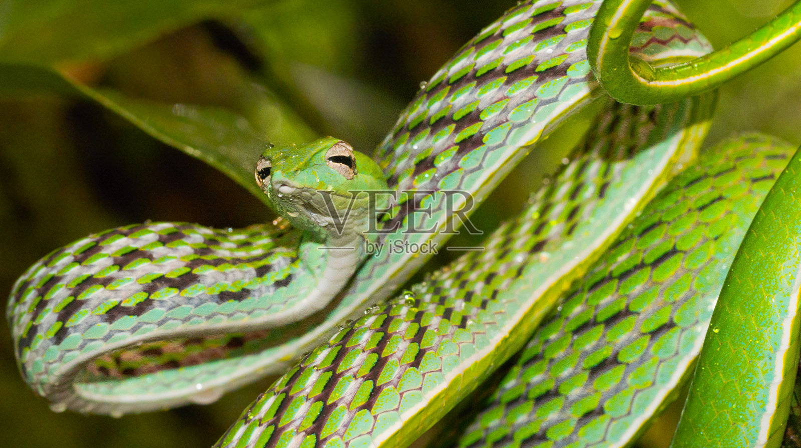 绿藤蛇,长鼻鞭蛇,阿哈图拉蛇,辛哈拉贾国家公园雨林,辛哈拉贾森林保护区,世界遗产,联合国教科文组织,生物圈保护区,国家荒野区,斯里兰卡照片摄影图片