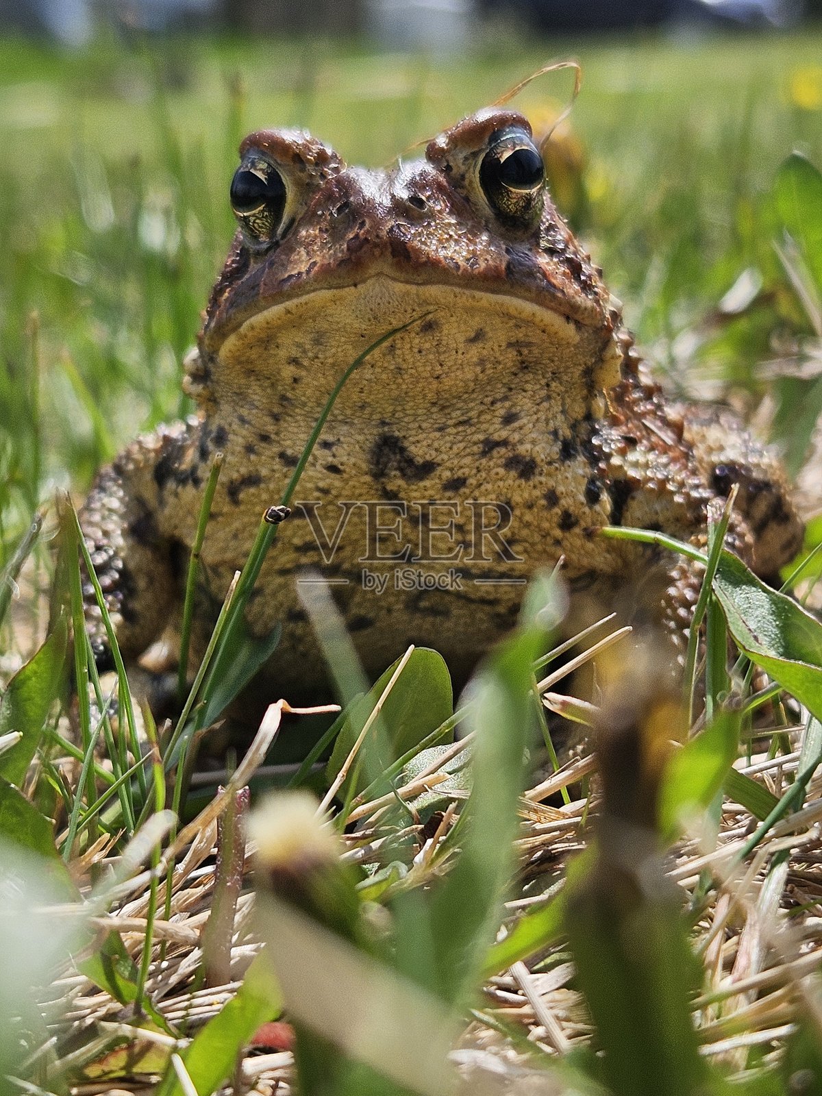 蟾蜍先生照片摄影图片