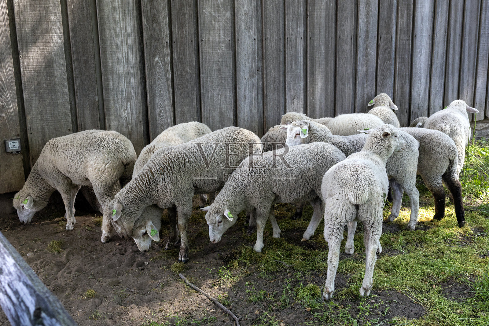 羊照片摄影图片
