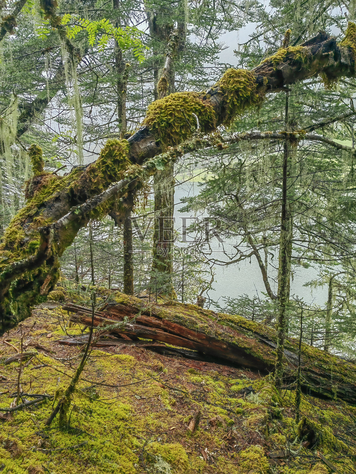 绿色森林景观,树干上覆盖着苔藓照片摄影图片