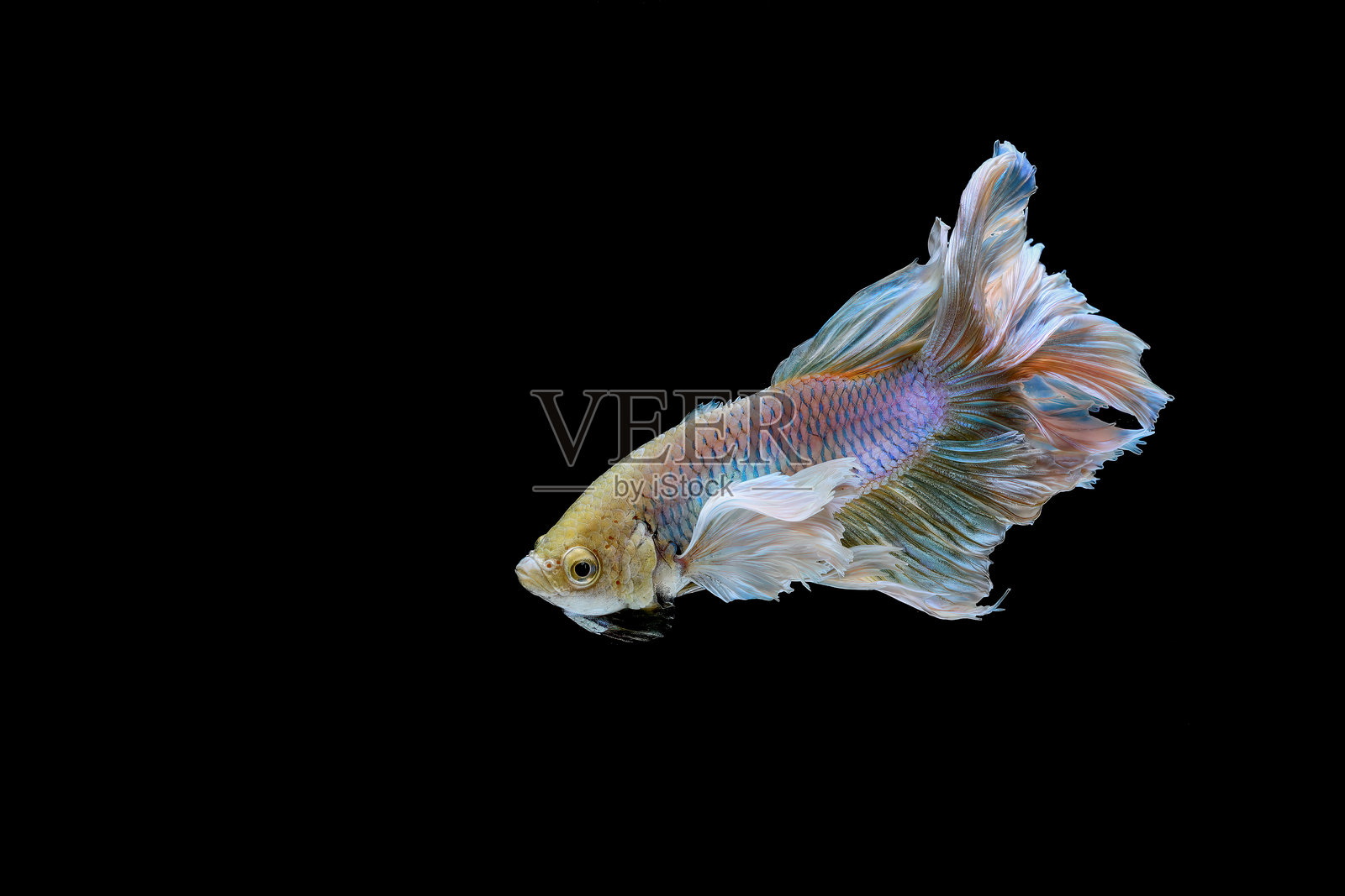 跳舞的半月斗鱼肖像照片摄影图片