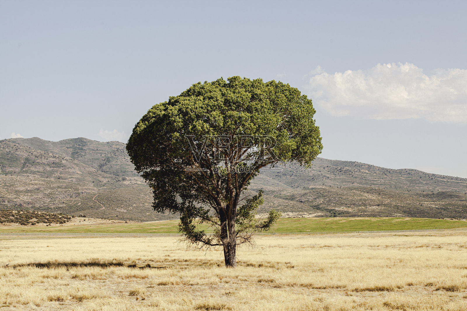 一棵孤独的树在乡村的田野中,背景是山脉。照片摄影图片