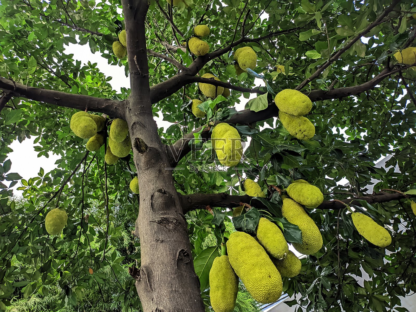菠萝蜜树照片摄影图片