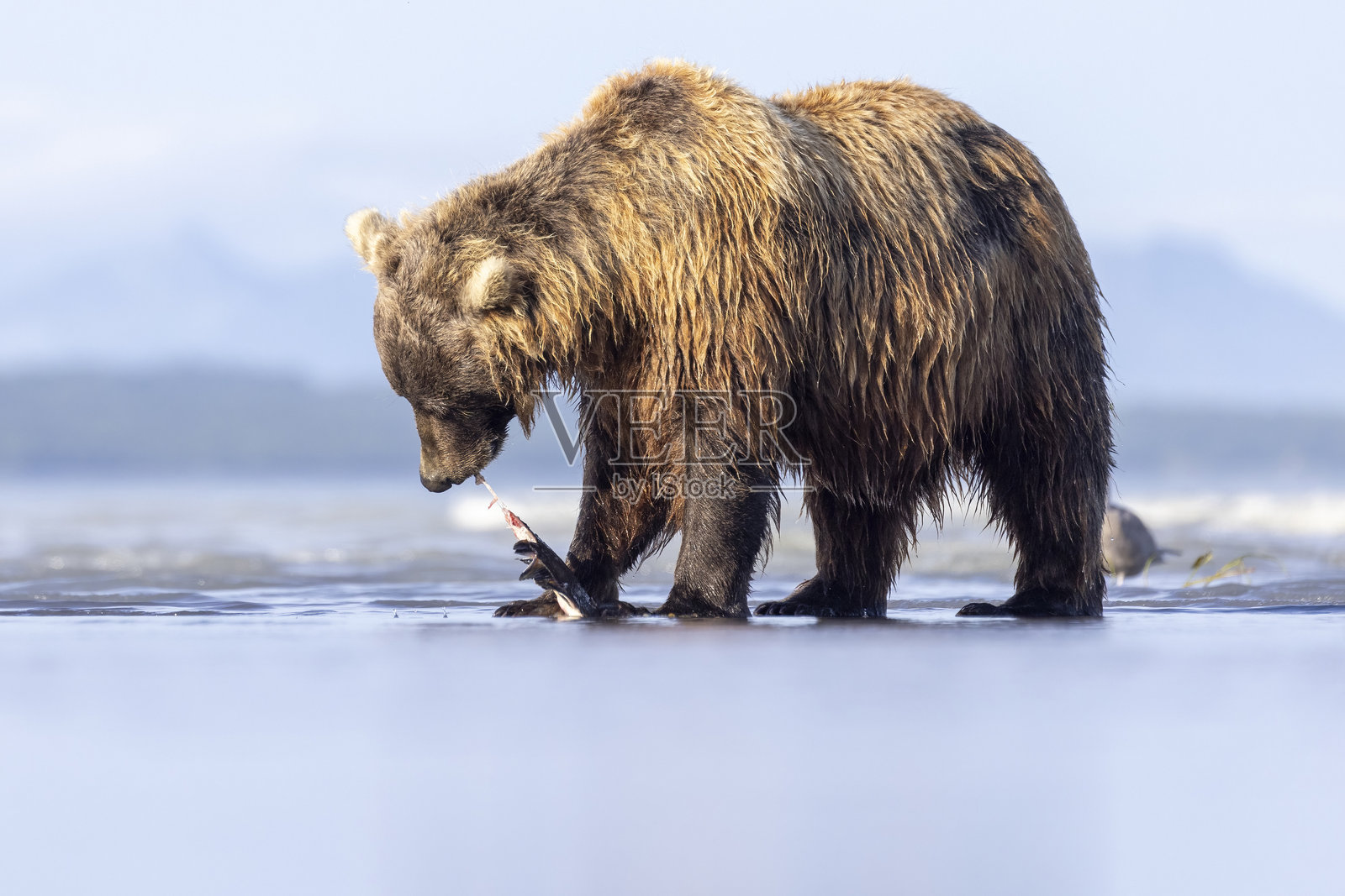 卡特迈国家公园的棕色海岸与比目鱼照片摄影图片
