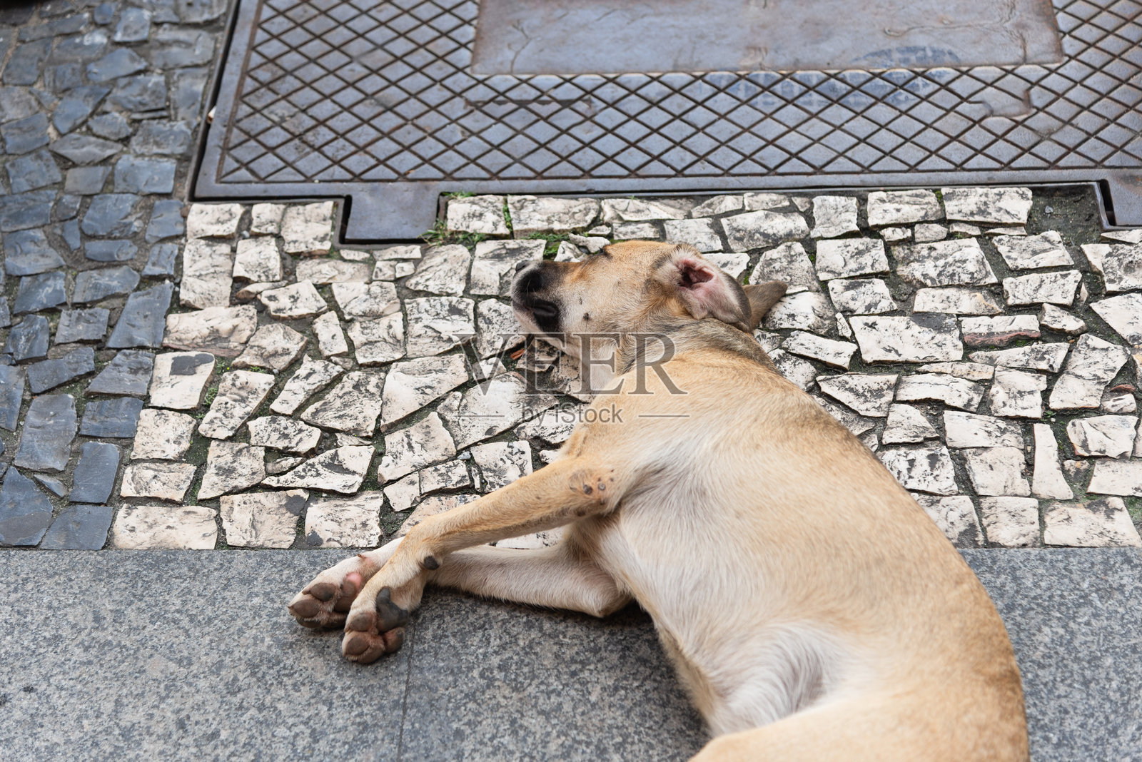 一只焦糖色的狗躺在街道上睡觉。照片摄影图片