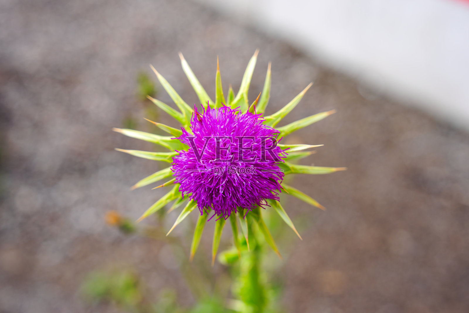 公园Ueberlandpark中美丽的紫色蓟花特写,春天的阴天。照片摄影图片