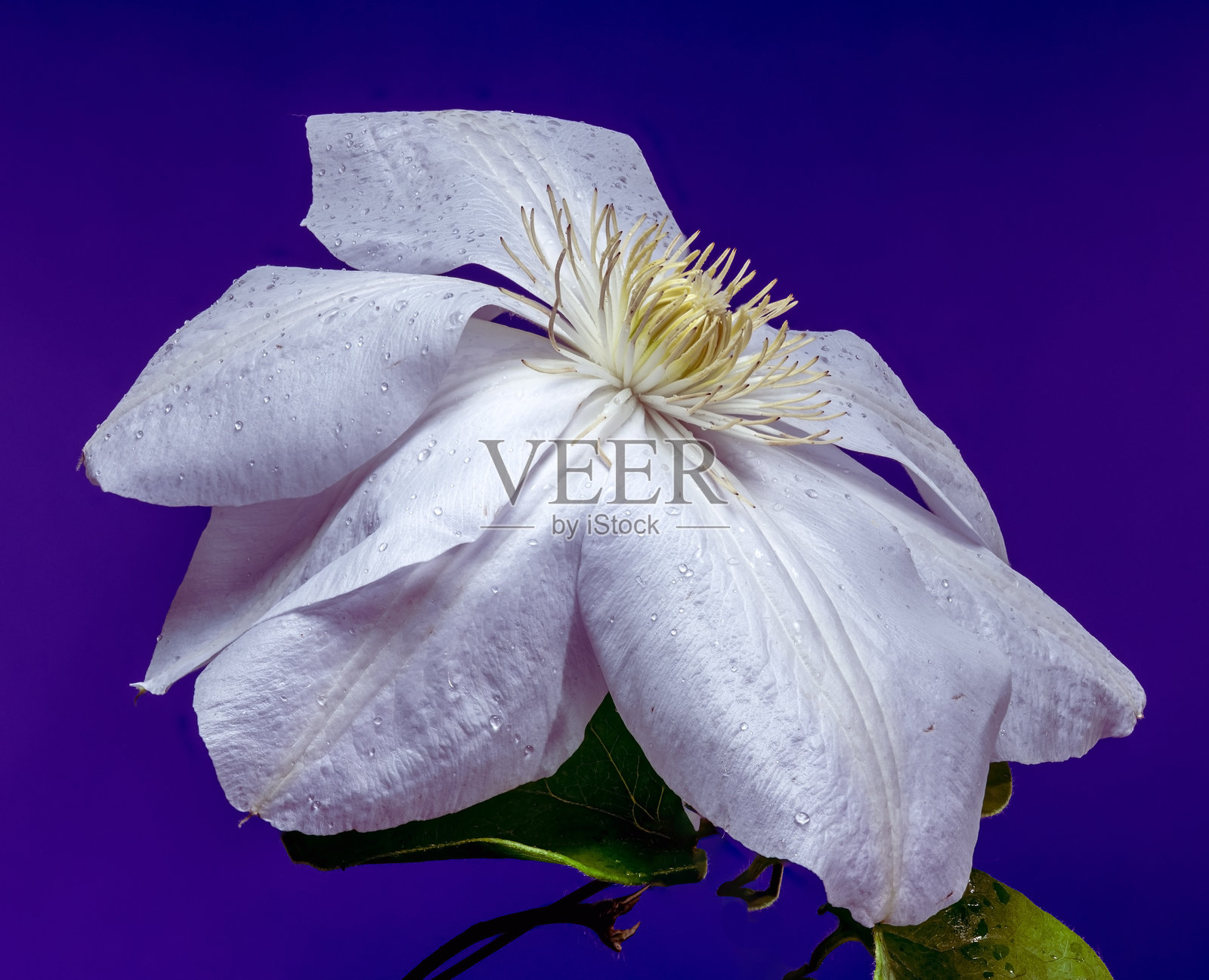 美丽的白色铁线莲花与紫色背景照片摄影图片