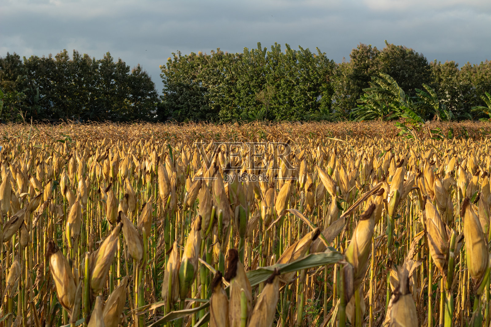 金色玉米田准备收割照片摄影图片