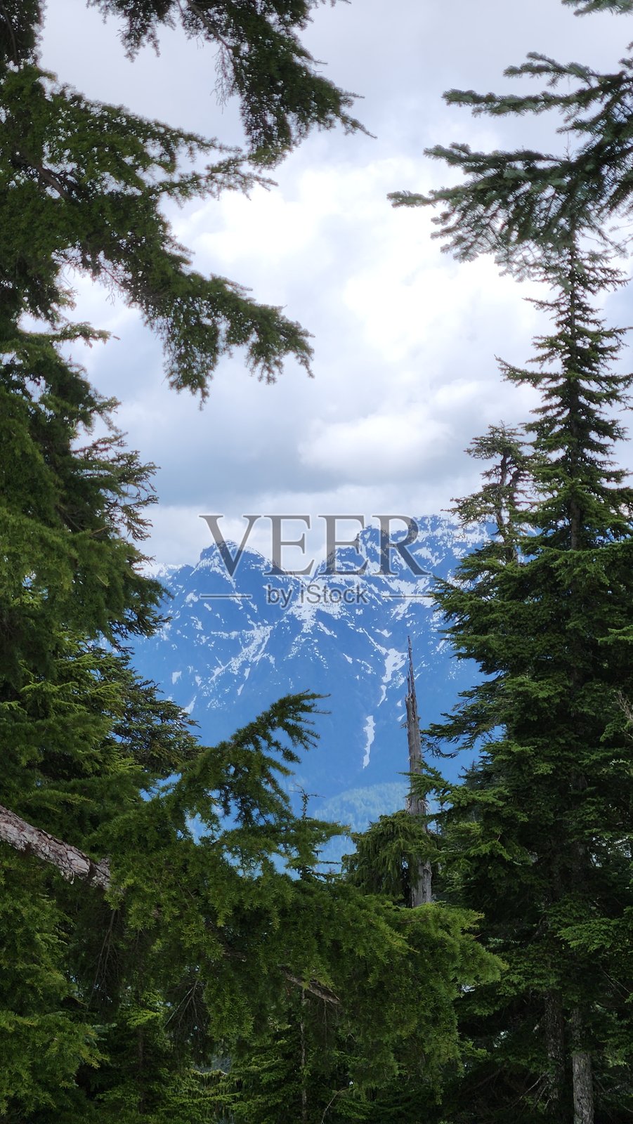 被常青树环绕的雪山景观照片摄影图片