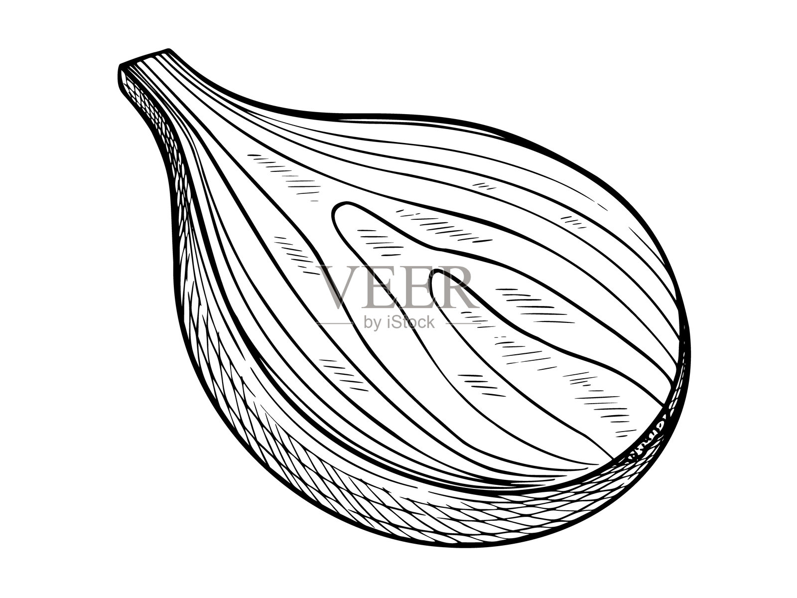 复古黑白洋葱球矢量插图。描绘了蔬菜一半的轮廓图,适用于烹饪食谱或烹饪书籍设计。菜单的线性素描。插画图片素材