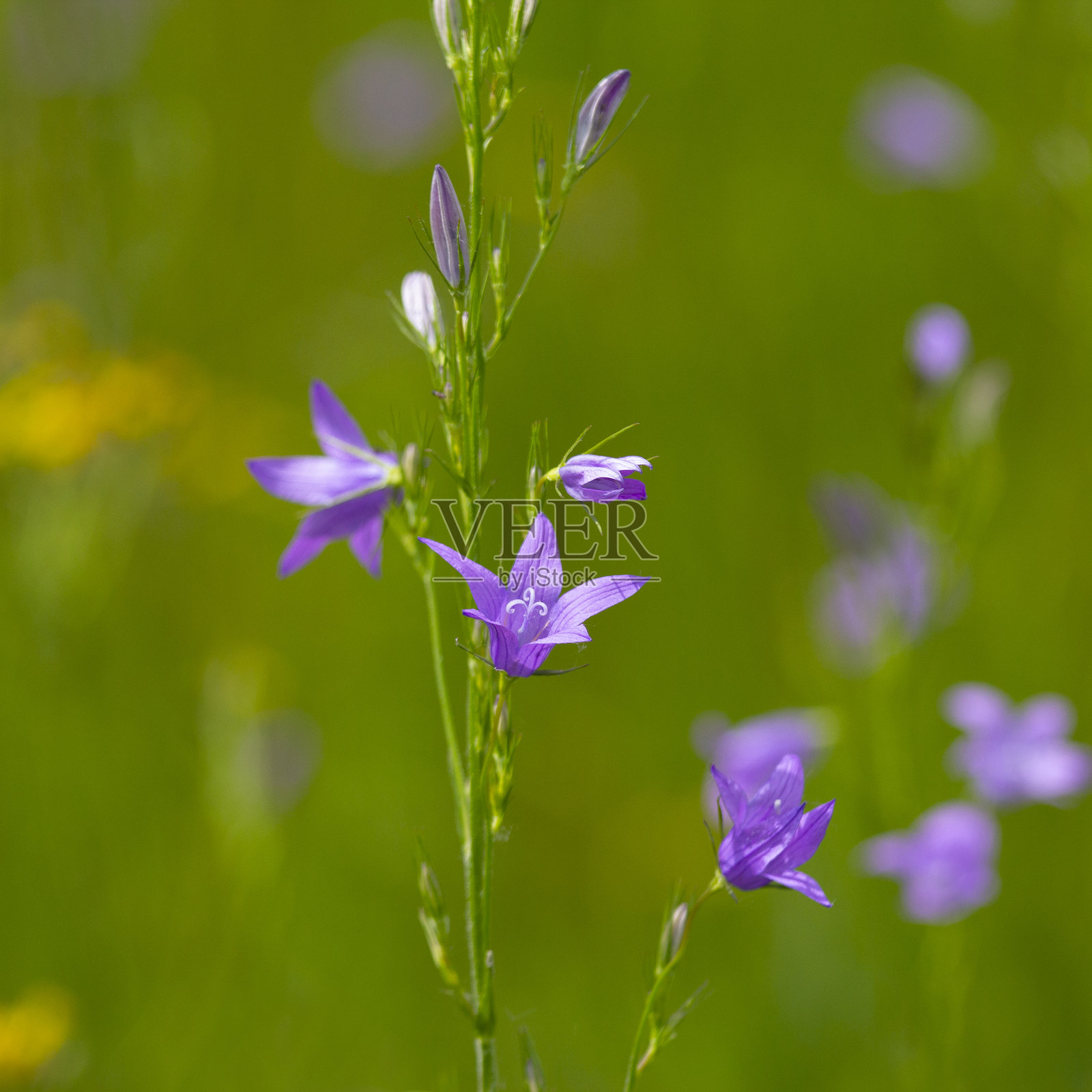 草地铃,铃兰属 (Campanula L.)照片摄影图片