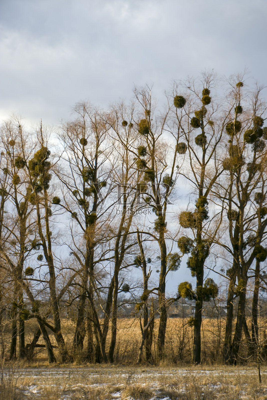 柳树上的槲寄生照片摄影图片