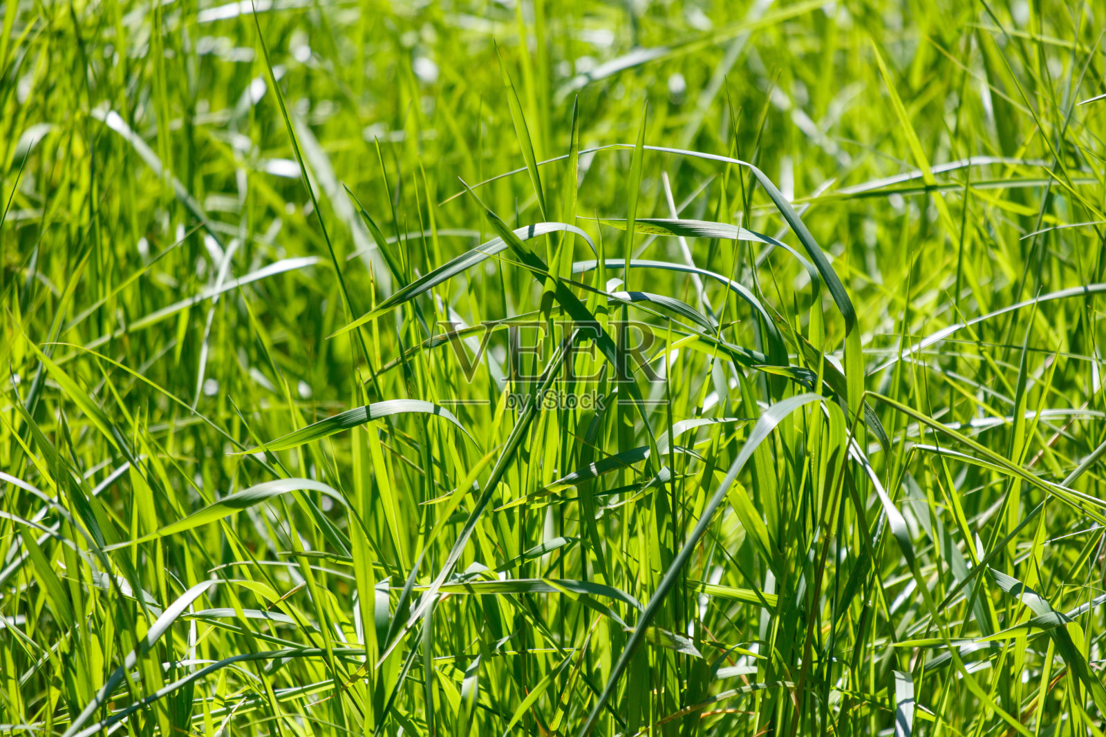一片绿色的草地上有几个棕色的斑点照片摄影图片