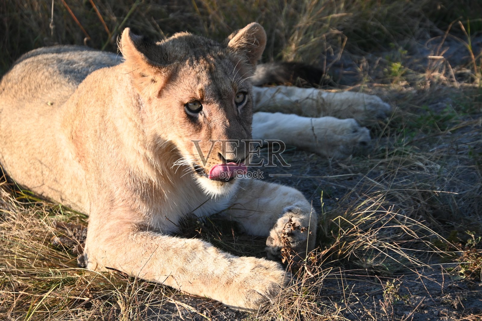 母狮照片摄影图片