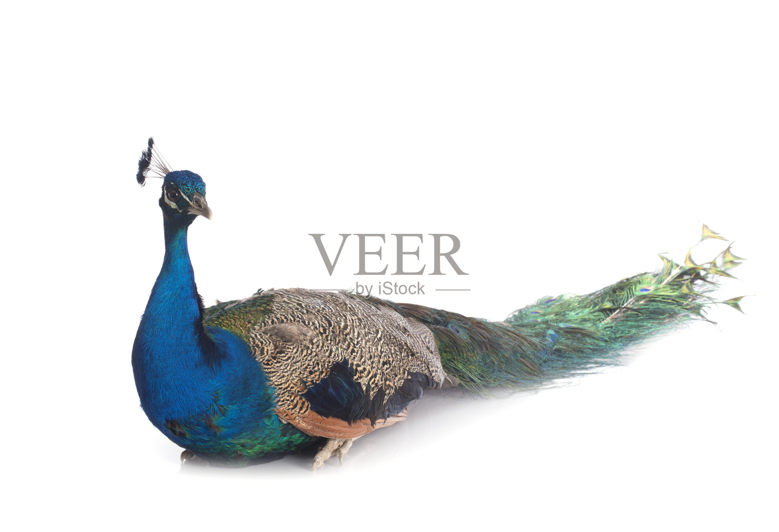 工作室里的孔雀照片摄影图片