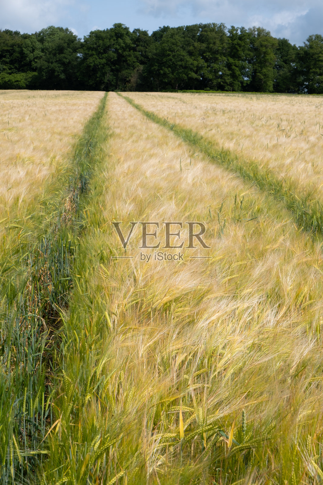 白金汉郡农田照片摄影图片