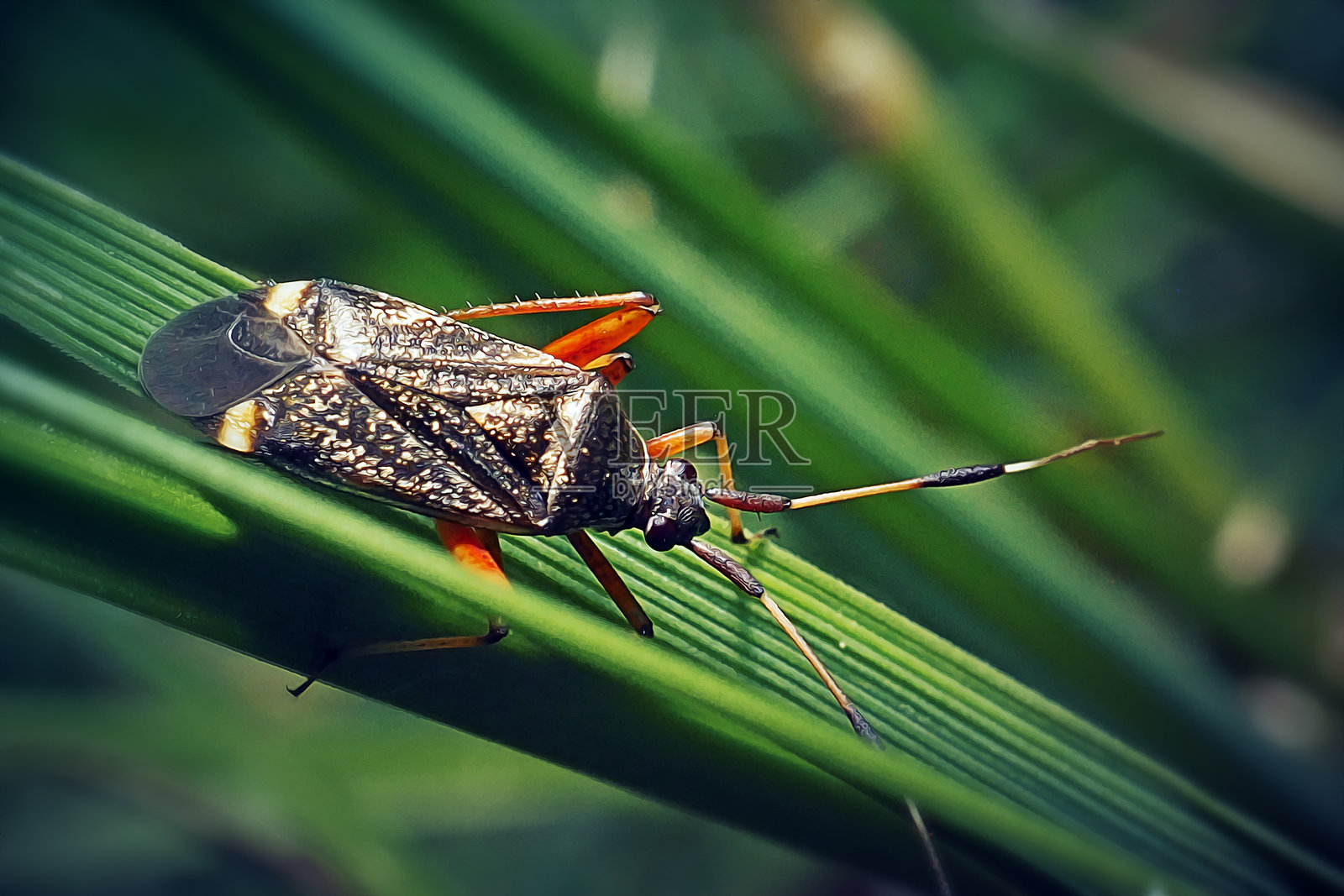 双爪植物虫 Closterotomus biclavatus照片摄影图片