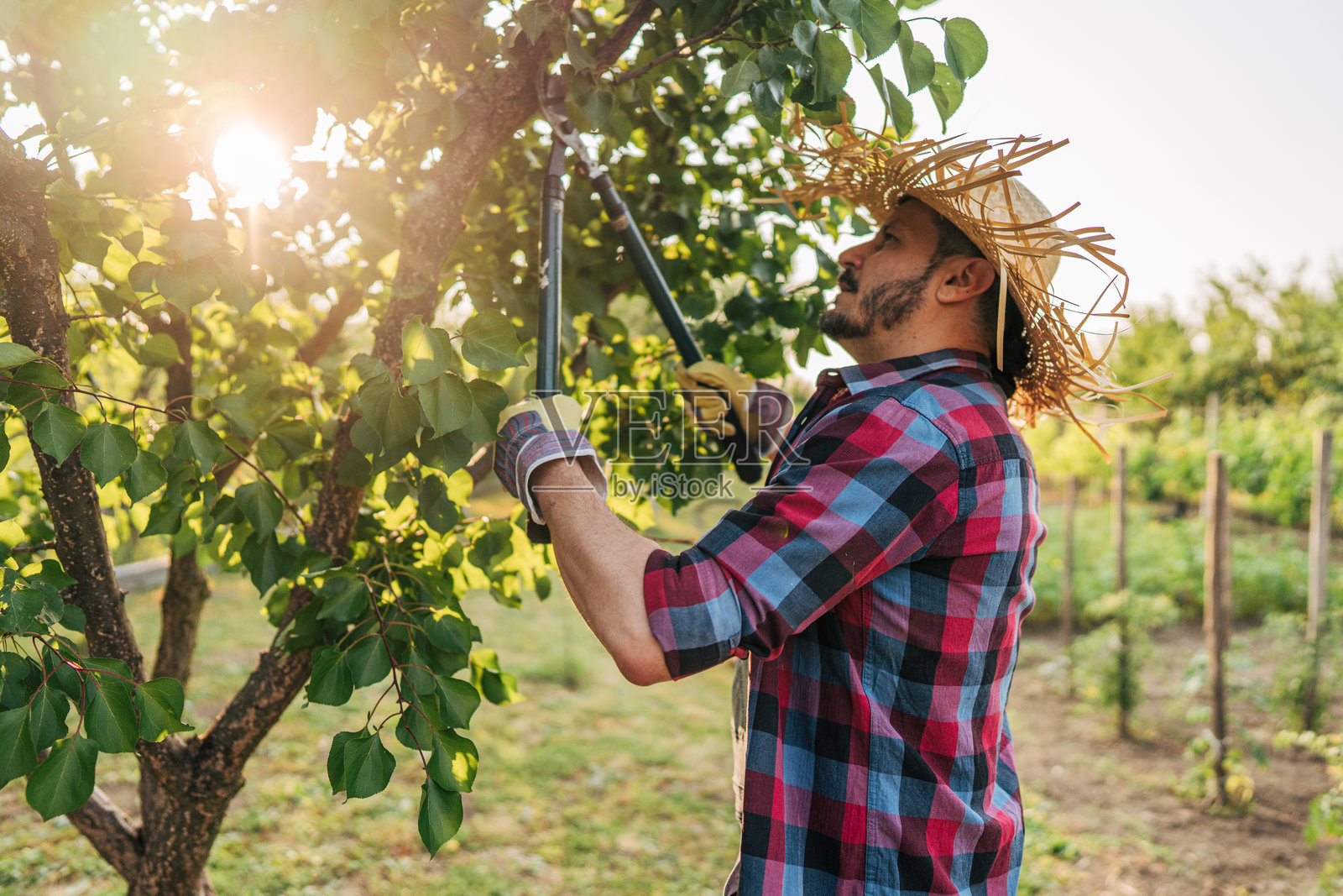 农民在日落时分修剪果树的树枝照片摄影图片