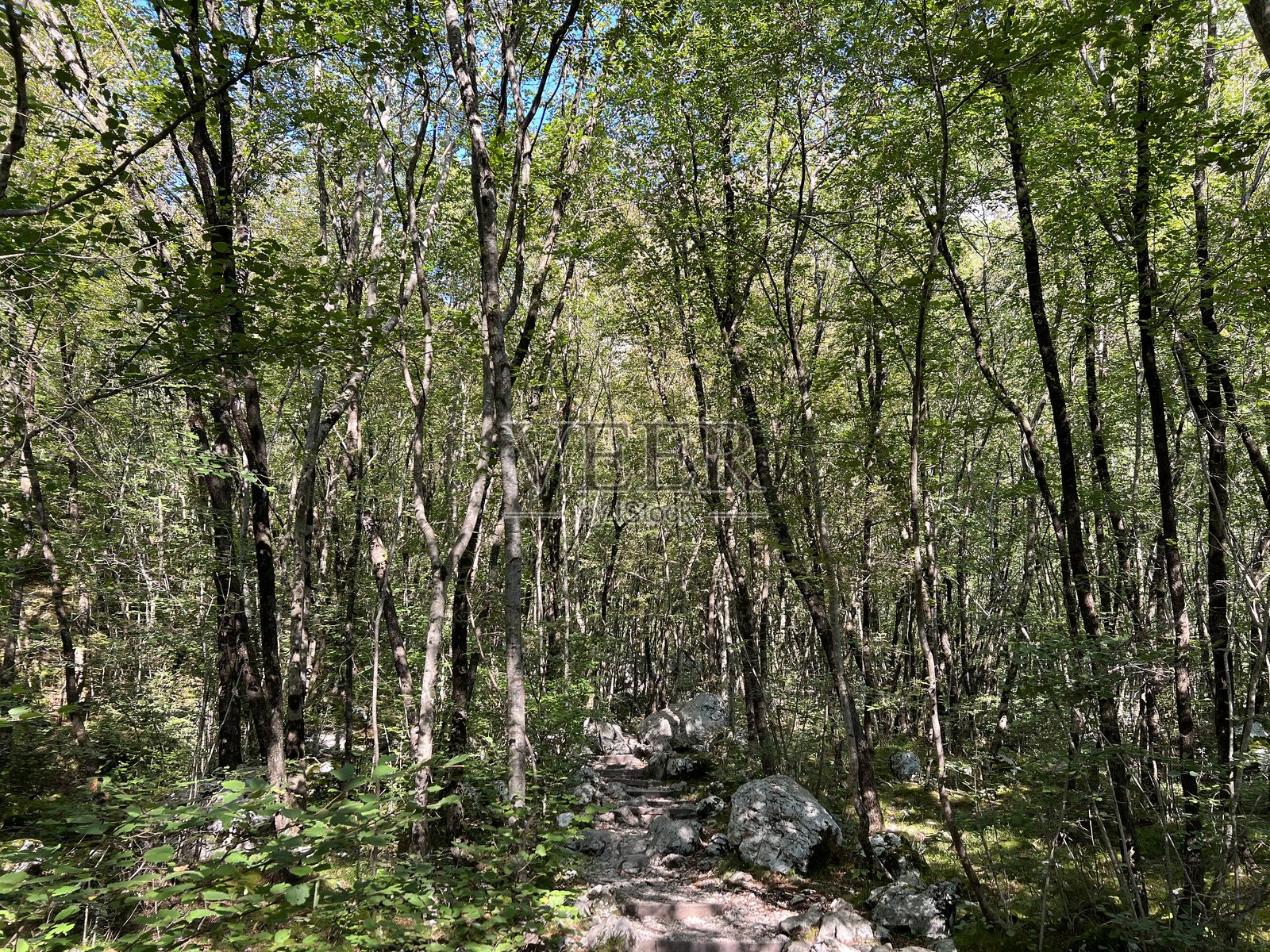 博卡溪峡谷(斯洛文尼亚博韦茨)上的混交落叶林照片摄影图片