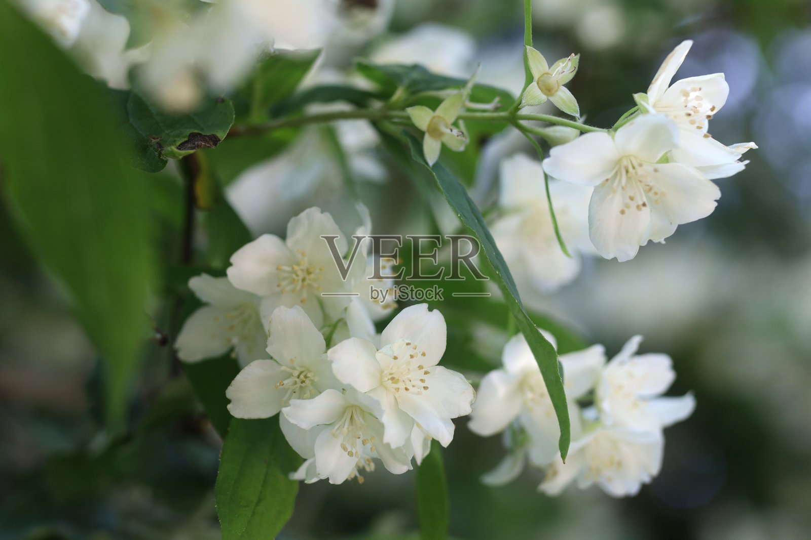 美丽盛开的白色茉莉花在郁郁葱葱的花园中照片摄影图片