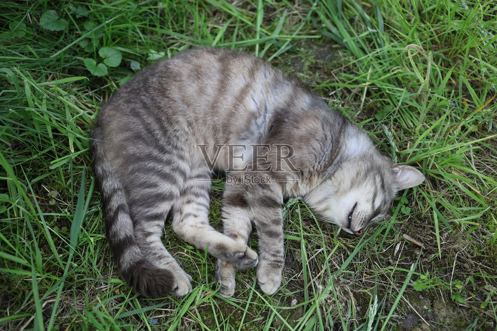 猫咪在阳光明媚的花园里安静地睡在绿草上照片摄影图片