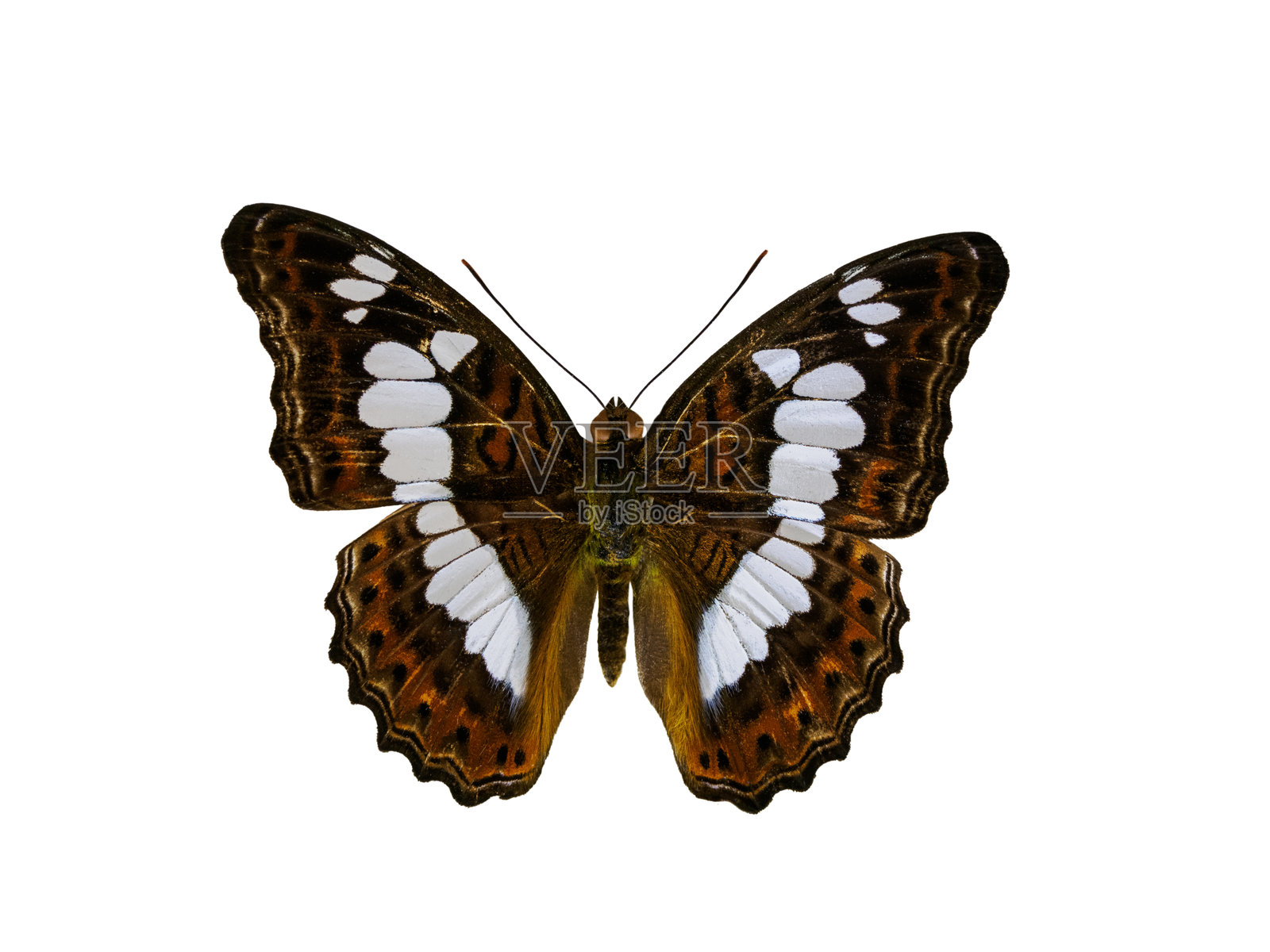 白色背景下孤立的林美蝶(Limenitis procris)照片摄影图片