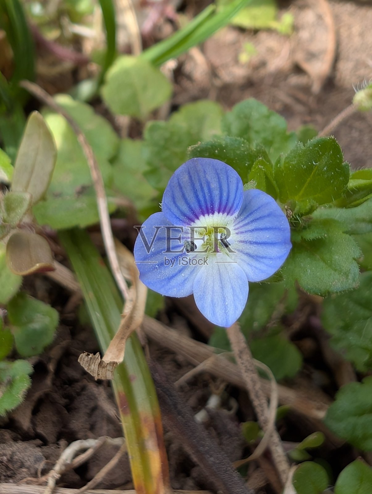 鸟眼速报照片摄影图片