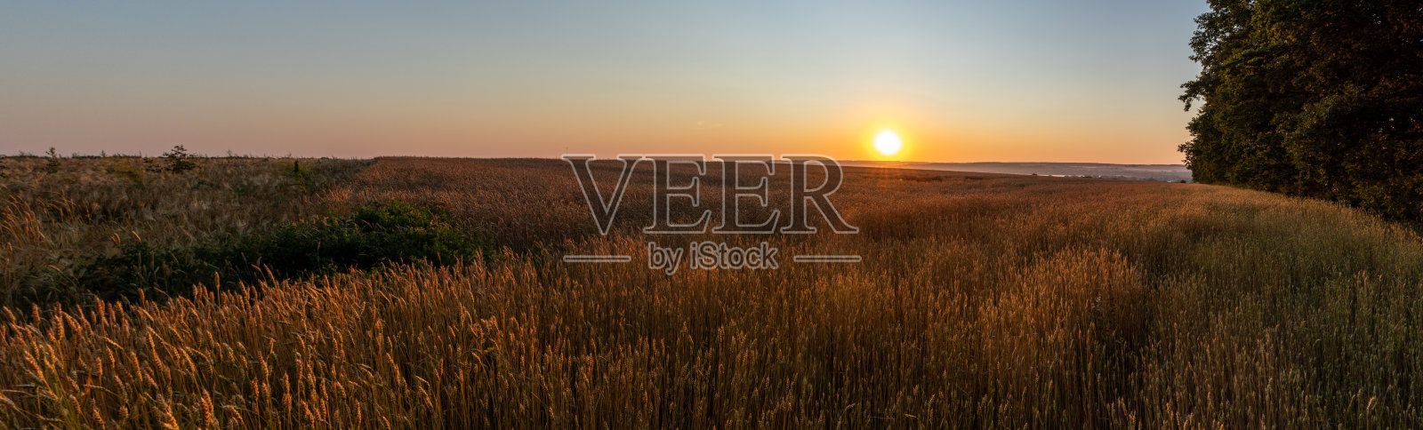 日出时分闪耀的麦田全景照片摄影图片