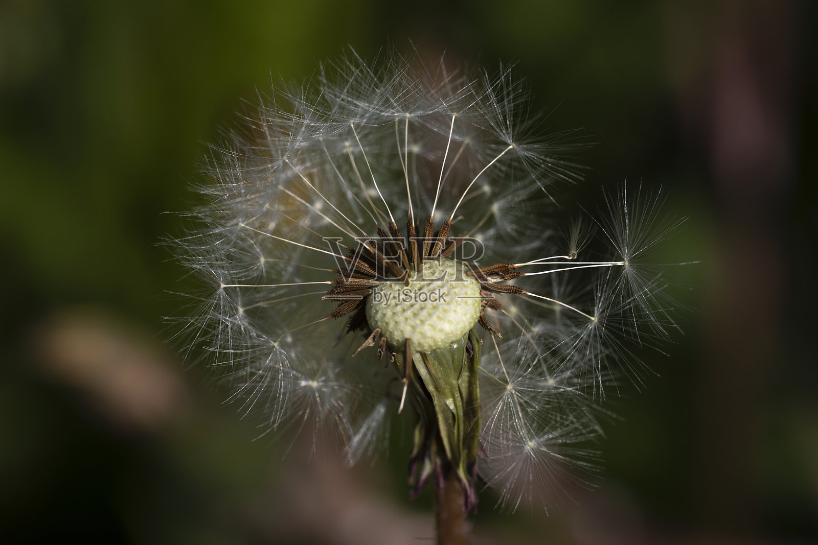 夏季图片,夏日氛围,破损的蒲公英花头特写,瘪掉的蒲公英照片摄影图片